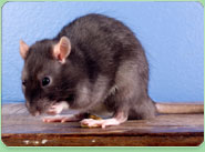 rat control Weybridge