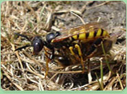 wasp control Weybridge