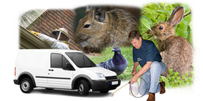 Weybridge local van